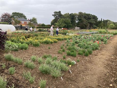 Fothergill's: Highlights from seed trials open day